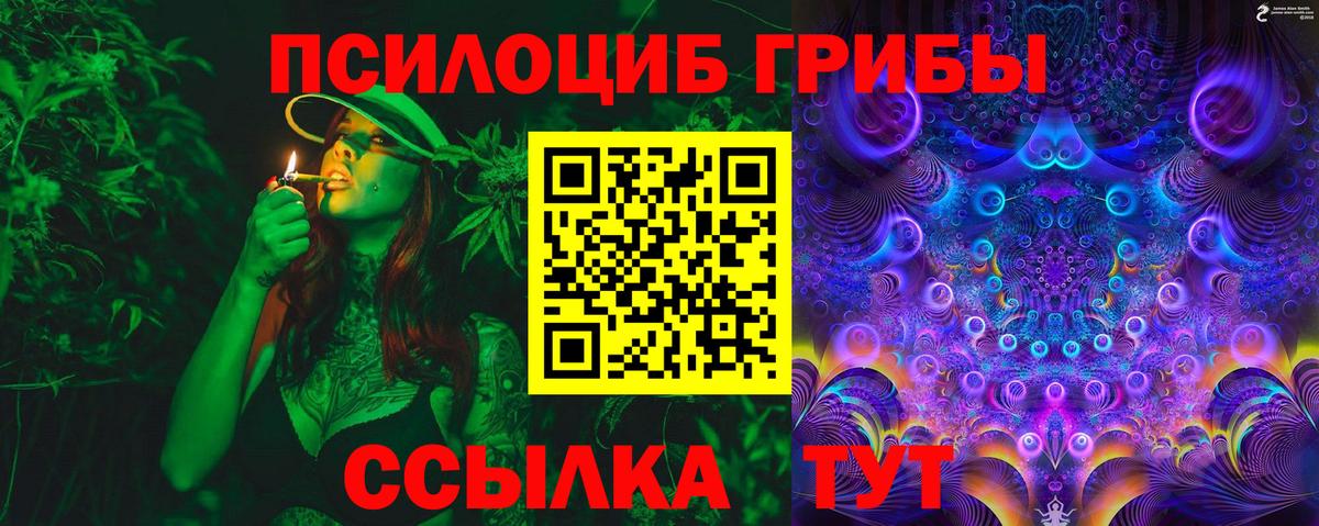 Псилоцибиновые грибы Psilocybe Черняховск